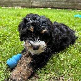 Bernedoodle, Bernese Mountain Dog, and Golden Retriever Puppies from Mercy Mountain Doodles