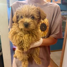Brooke-Girl 2 - Red female Assorted Doodle Crosses puppy in River Falls, Wisconsin from Dottie's Doodles