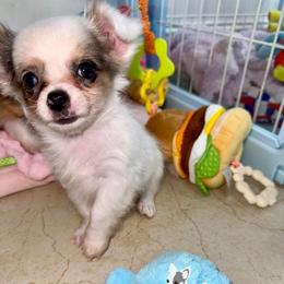 Gargamel - Merle male Chihuahua puppy in Naples, Florida from Naples Tiny Dogs