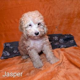 Jasper - Buff male Cockapoo puppy in Sunset, Louisiana from Cano Cockapoos
