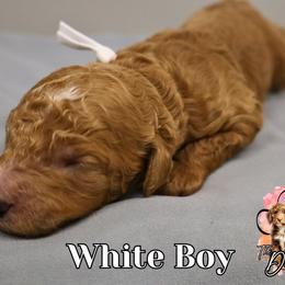 White boy - Red  male Goldendoodle puppy in Enfield, Connecticut from Sweet Connecticut Doodles