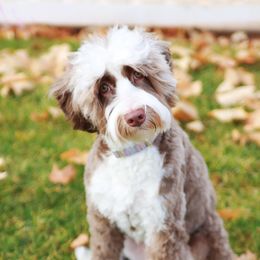 Hazel - Australian Labradoodle