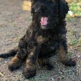 Toby - Phantom male Poodle puppy in Longmont, Colorado from Colorado Miniature Bernedoodle Puppies