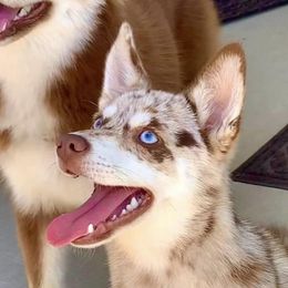 Ripley - Pomsky
