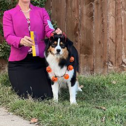 Bam - Miniature American Shepherd