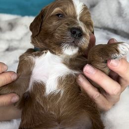 Boy 5 - Goldendoodle puppy in Kaysville, Utah from Princess Leih Puppies!