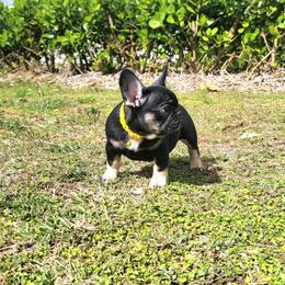 Aurora - Liver female French Bulldog puppy in Homestead, Florida from BackyardfinestBullys
