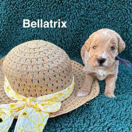Bellatrix - Red  female Goldendoodle puppy in Conroe, Texas from Tails of Cypress