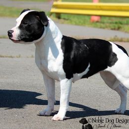 Staffordshire Bull Terrier All Grown Up from Moonstruck Staffords