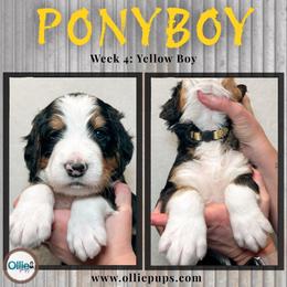 Ponyboy - Tri-color male Bernedoodle puppy in Boiling Springs, South Carolina from OlliePups, LLC
