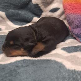 Boy 1 - Black and mahogany male Rottweiler puppy in De Witt, Iowa from Irish Eyes Kennels