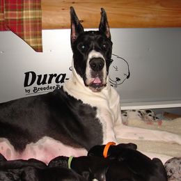 Great Dane Puppies from Ajani's Danes