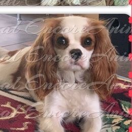 Paisley - Cavalier King Charles Spaniel