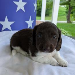 Maroon- 2675 - Piebald male Dachshund puppy in Sonora, Kentucky from Maple Hill Miniature Dachshunds