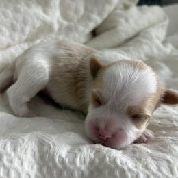 Morkie Puppies from Morkies of Milton