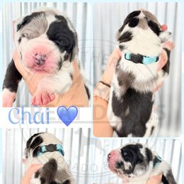 Chai - Harlequin male Great Dane puppy in Sac City, Iowa from Northern Great Danes of Colorado & Iowa