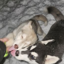 Siberian Husky Puppies from Spirit of the Moon Siberians