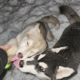 Siberian Husky Puppies from Spirit of the Moon Siberians
