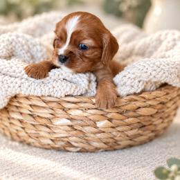 Willie - Ruby male Cavalier King Charles Spaniel puppy in Texarkana, Texas from Hidden Creek Cavaliers