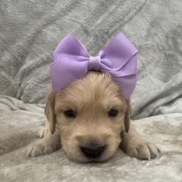 Clarice: Purple collar - Golden female Golden Retriever puppy in Monterey, Tennessee from Lawson’s Green Acres Goldens and Mini Dachshunds