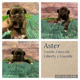 Aster - Liver male Shih Tzu puppy in Beatrice, Nebraska from I Shih Tzu Not Puppies