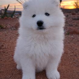 Samoyed Puppies from High Lonesome