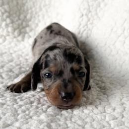 Dachshund Puppies from L & J Kennel
