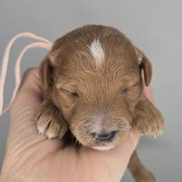 Sweetie - Red  female Goldendoodle puppy in Harlem, Georgia from Ivey's Poodles & Doodles