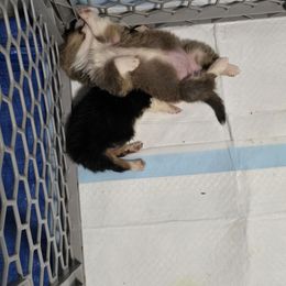 American Corgi Puppies from Whitecreek Corgis of Columbus, IN
