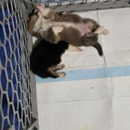 American Corgi Puppies from Whitecreek Corgis of Columbus, IN