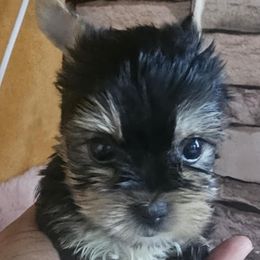 Boy 1 - Black and gold male Yorkshire Terrier puppy in Chino Hills, California from Chino Hills Yorkies