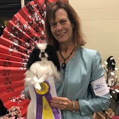 Japanese Chins from O’Cuana Japanese Chin
