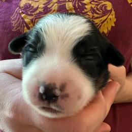 Mackenzie - Black tri-color male Australian Shepherd puppy in Monroe, North Carolina from Meekey Family Aussies