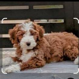 Hattie - Goldendoodle