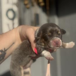 Coral (pink) - Blue female Pembroke Welsh Corgi puppy in East Oakdale, California from Rhettro Kennels