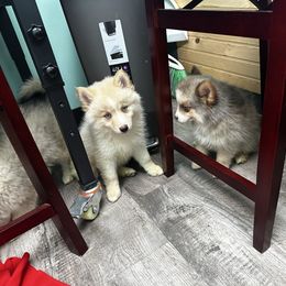 Dolly - Blue female Pomsky puppy in Gunter, Texas from The Painted Pomsky