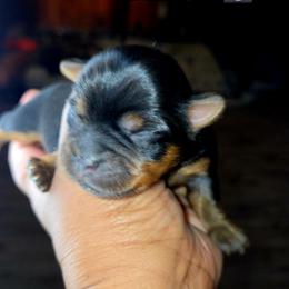 FLASH - Blue and gold male Yorkshire Terrier puppy in Eastpointe, Michigan from TLC Kennels TenderLittleCuties