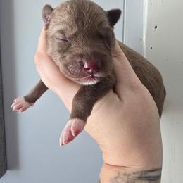 Solid face red boy - Red and white male Siberian Husky puppy in East Otto, New York from Howling Huskies