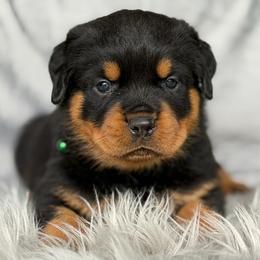 Green Collar - Black and mahogany male Rottweiler puppy in Quinlan, Texas from Wright Way Retrievers