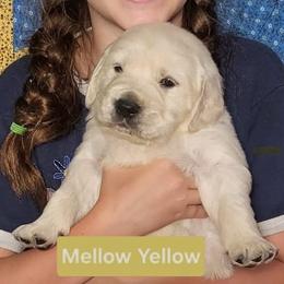 1st pick of the boys from the Soda Pop Pups - Golden male Golden Retriever puppy in Fithian, Illinois from LOMAH Retrievers