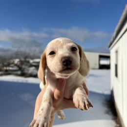 Tucker - Cream male Dachshund puppy in Nashville, Arkansas from Cuddles n Curls