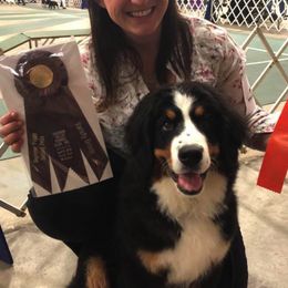 Bernese Mountain Dogs from Midnight Bernese Mountain Dogs