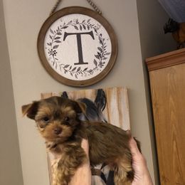 Yorkshire Terrier Puppies from Happy Days Acres and Yorkies