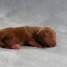 Ace - Red male Maltipoo puppy in Springtown, Texas from North Texas Puppies