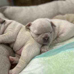 French Bulldog All Grown Up from Camper Puppy