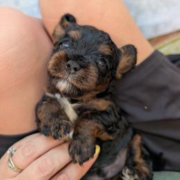 Leo - Tri-color male Cavapoo puppy in Sunnyvale, Texas from Sunnytown Farm Cavapoos