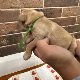 Boris-Green - Golden male Golden Retriever puppy in Cedar City, Utah from RuTess Goldens
