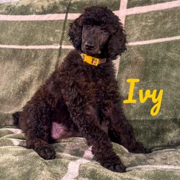 Girl 1 - Poodle puppy in Lawson Heights, Pennsylvania from Taylor's Poodles