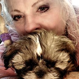 Shih Tzu All Grown Up from Southern Class Shih Tzu