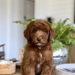 Sky - Red  male Goldendoodle puppy in St George, Utah from Doodle Bears of Southern Utah